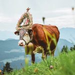 Kultura i tradycja – najciekawsze imprezy w Tyrolu w 2019 roku